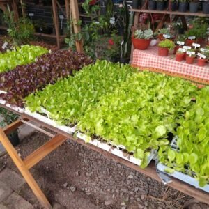 Kale Rojo a raíz desnuda (pack de 6)