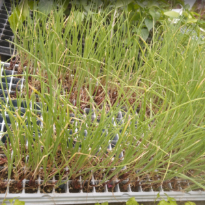 Cebolla de Verdeo a raíz desnuda (pack de 6)